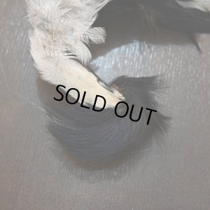 画像2: シルバーフェザント コンプリートスキン