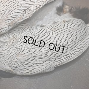 画像3: シルバーフェザント コンプリートスキン