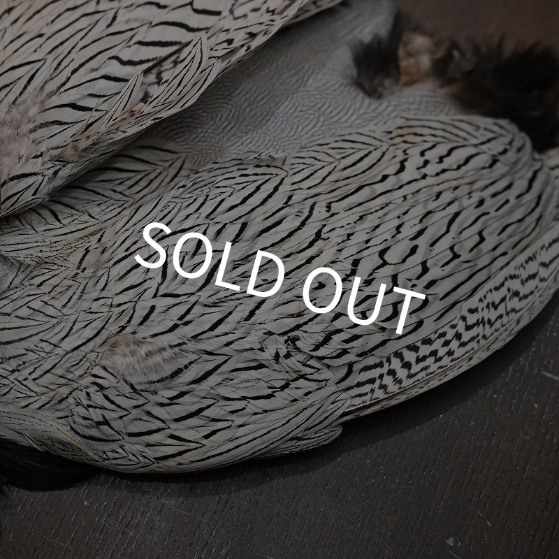 画像3: シルバーフェザント コンプリートスキン (3)