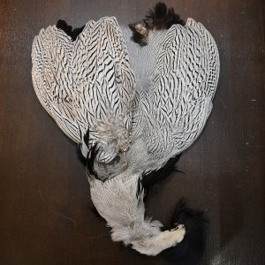 画像1: シルバーフェザント コンプリートスキン