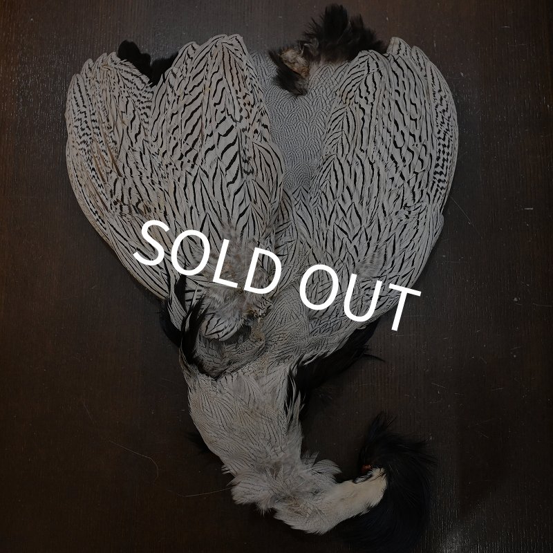 シルバーフェザント コンプリートスキン