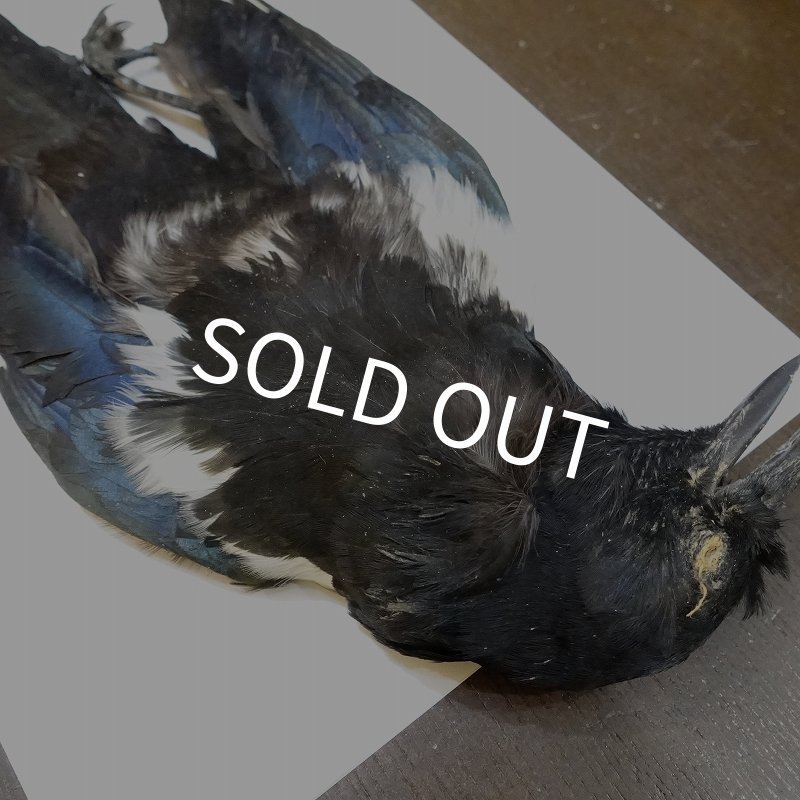 画像2: 【ANGLE】マグパイ コンプリートスキン (2)