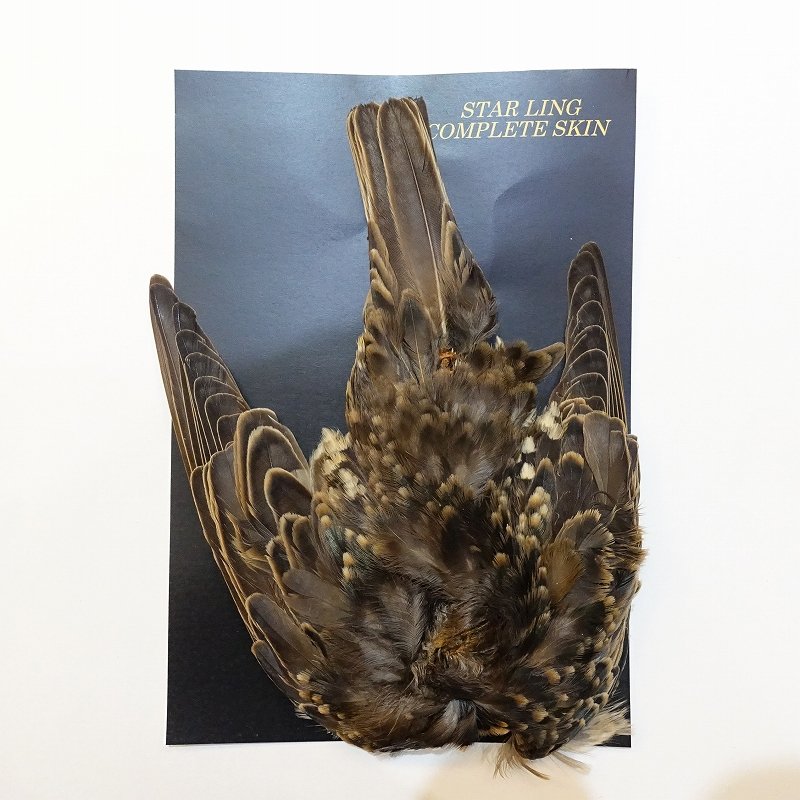 画像1: 【ANGLE】スターリング コンプリートスキン (1)