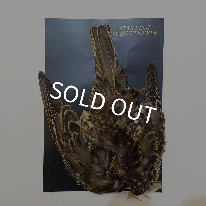 画像1: 【ANGLE】スターリング コンプリートスキン (1)