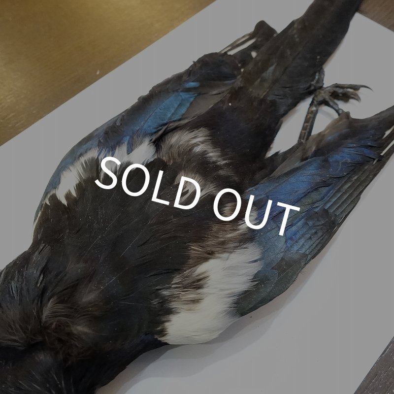 画像3: 【ANGLE】マグパイ コンプリートスキン (3)