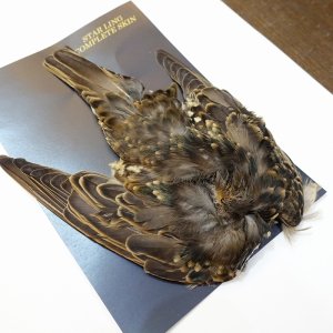 画像2: 【ANGLE】スターリング コンプリートスキン