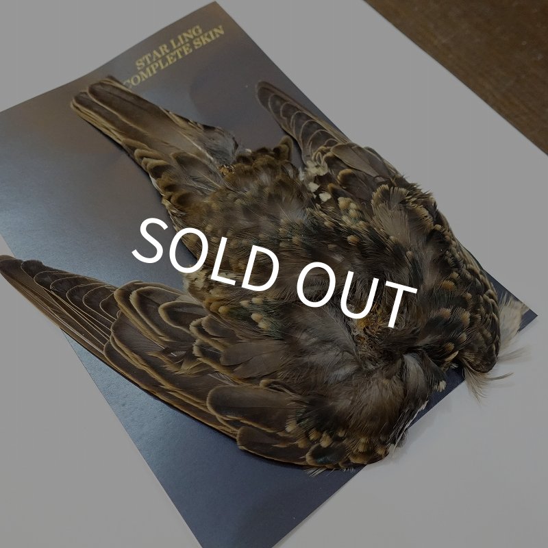 画像2: 【ANGLE】スターリング コンプリートスキン (2)