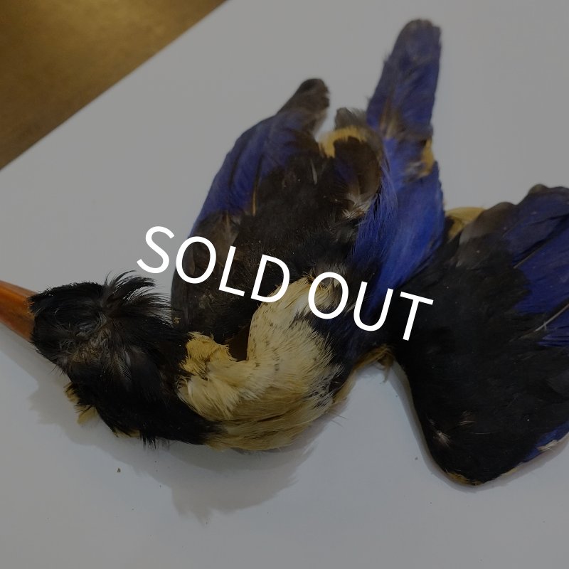 画像3: 【ANGLE】ブラックケープ キングフィッシャー コンプリートスキン (3)