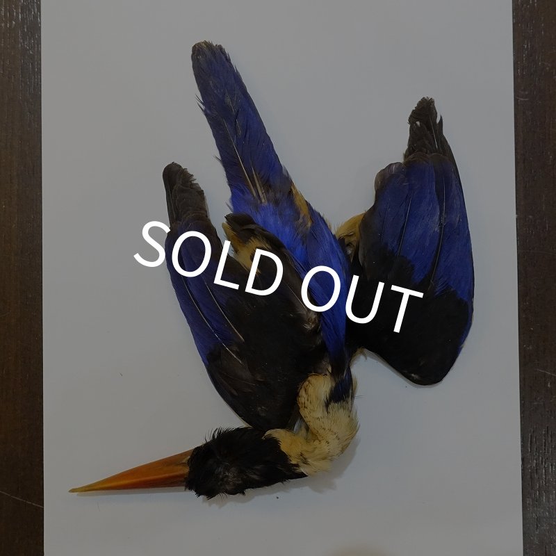 画像1: 【ANGLE】ブラックケープ キングフィッシャー コンプリートスキン (1)