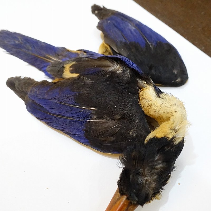 画像2: 【ANGLE】ブラックケープ キングフィッシャー コンプリートスキン (2)