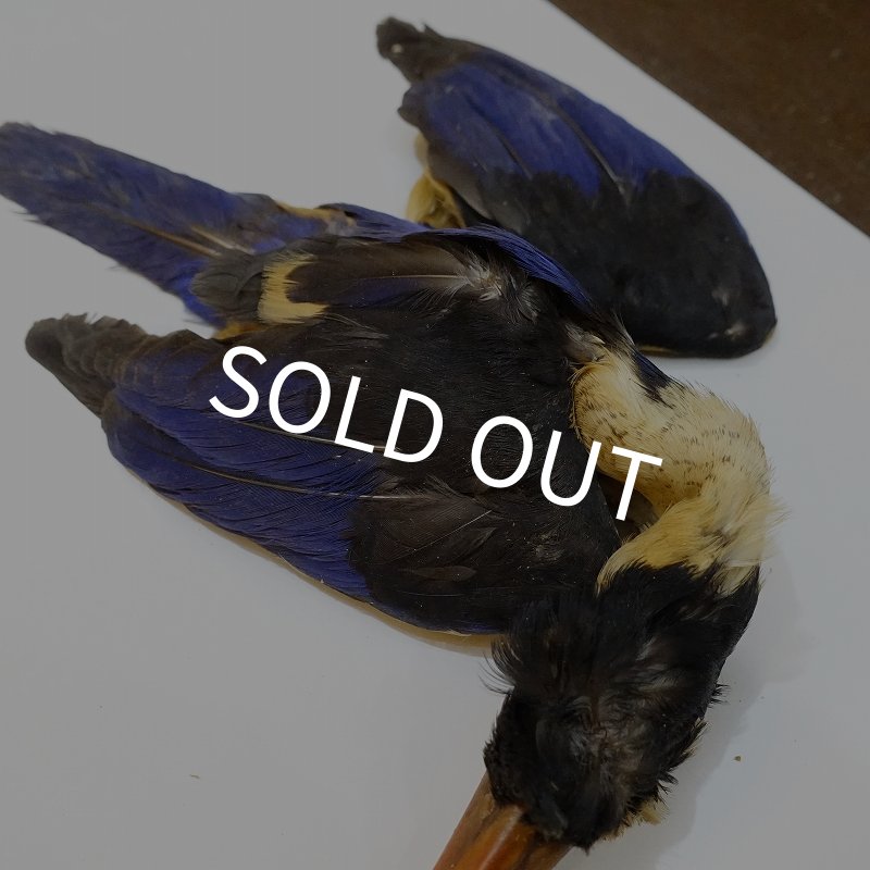 画像2: 【ANGLE】ブラックケープ キングフィッシャー コンプリートスキン (2)