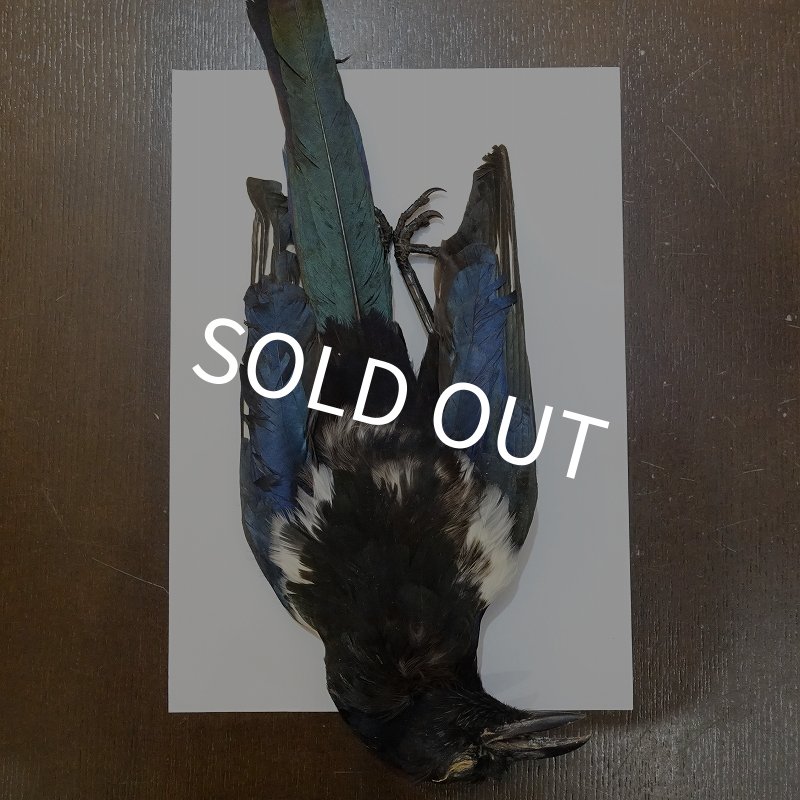 画像1: 【ANGLE】マグパイ コンプリートスキン (1)