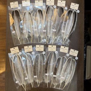 画像1: 【ANGLE】モトルド ターキークイル Bグレード