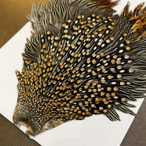 画像4: 【CANAL】ジャングルコック(3)