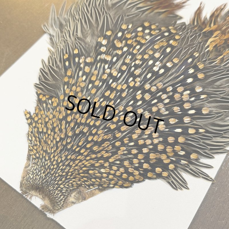 画像4: 【CANAL】ジャングルコック(3) (4)