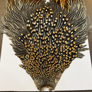 画像2: 【CANAL】ジャングルコック(3)