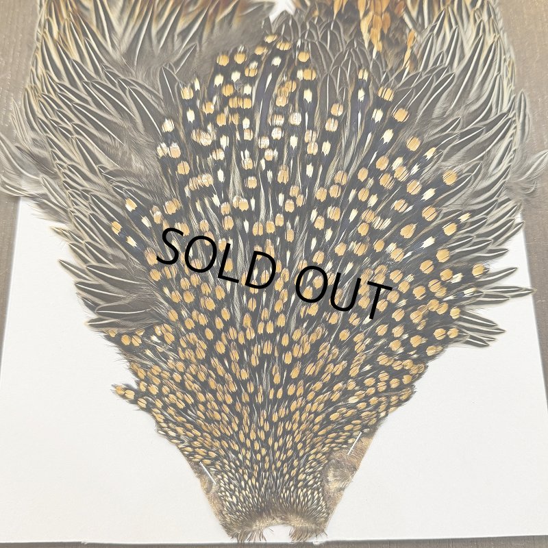 画像2: 【CANAL】ジャングルコック(3) (2)