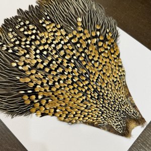 画像3: 【CANAL】ジャングルコック(2)