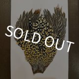 ジャングルコック - DOLLYVARDEN FLYSHOP