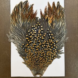 画像1: 【CANAL】ジャングルコック(3)