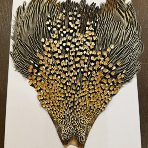 画像2: 【CANAL】ジャングルコック(2)