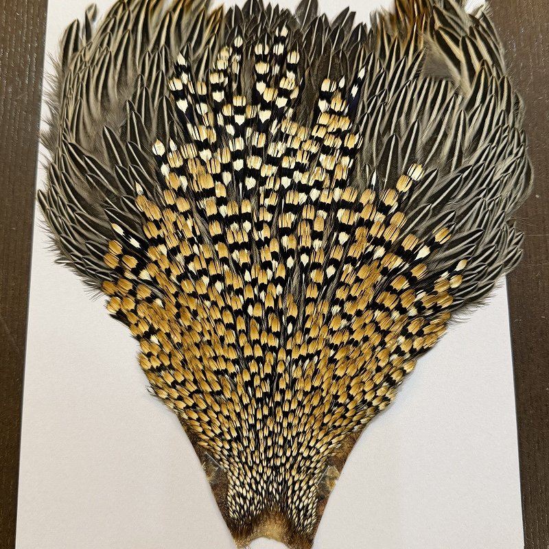 画像2: 【CANAL】ジャングルコック(2) (2)