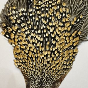 画像2: 【CANAL】ジャングルコック(1)