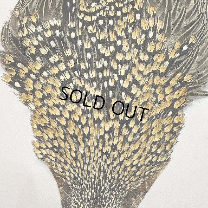 画像2: 【CANAL】ジャングルコック(1) (2)