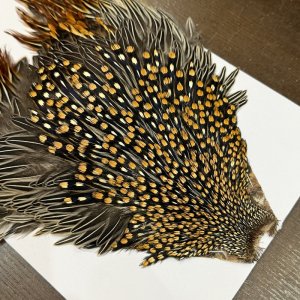 画像3: 【CANAL】ジャングルコック(3)