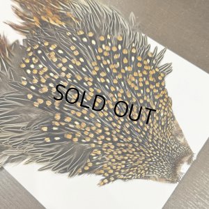 画像3: 【CANAL】ジャングルコック(3)