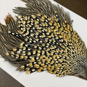 画像3: 【CANAL】ジャングルコック(1)