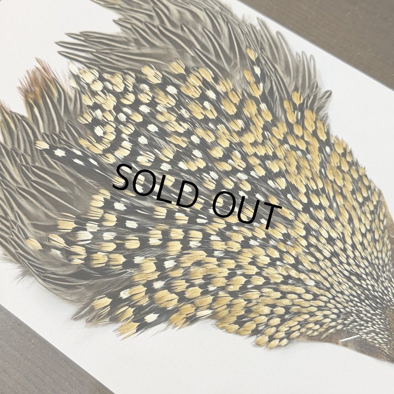 画像3: 【CANAL】ジャングルコック(1) (3)