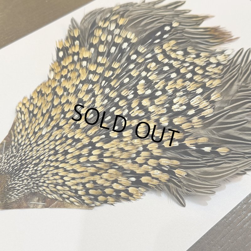 画像4: 【CANAL】ジャングルコック(1) (4)