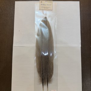 画像6: 【ANGLE】スペックルドフェザント ウィング