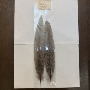 画像4: 【ANGLE】スペックルドフェザント ウィング