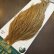 画像3: 【WHITING】Hebert ROOSTER CAPE Pro Grade - BARRED Medium Ginger No.1 (3)