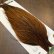 画像4: 【WHITING】Hebert ROOSTER CAPE PRO Grade - Rusty Natural Dun (4)