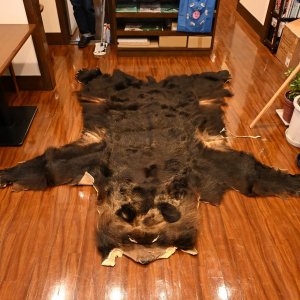 画像1: 北海道産 ヒグマ コンプリート 370kg 全長210cm