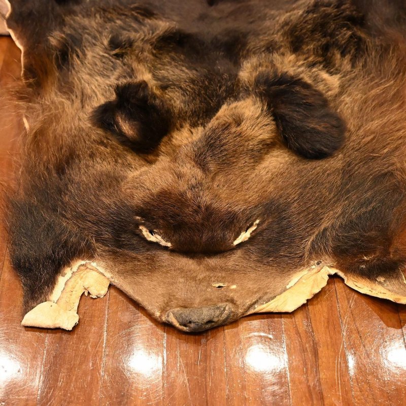 画像2: 北海道産 ヒグマ コンプリート 370kg 全長210cm (2)