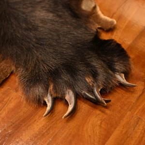 画像4: 北海道産 ヒグマ コンプリート 370kg 全長210cm