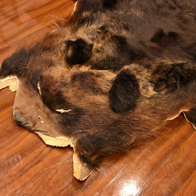 画像5: 北海道産 ヒグマ コンプリート 370kg 全長210cm (5)