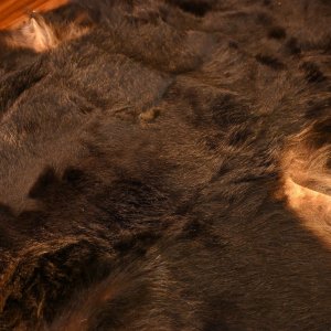 画像6: 北海道産 ヒグマ コンプリート 370kg 全長210cm