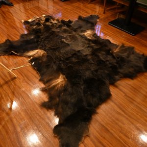 画像9: 北海道産 ヒグマ コンプリート 370kg 全長210cm