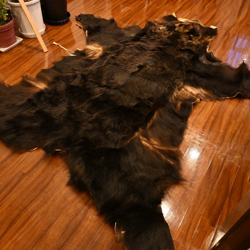 画像10: 北海道産 ヒグマ コンプリート 370kg 全長210cm (10)