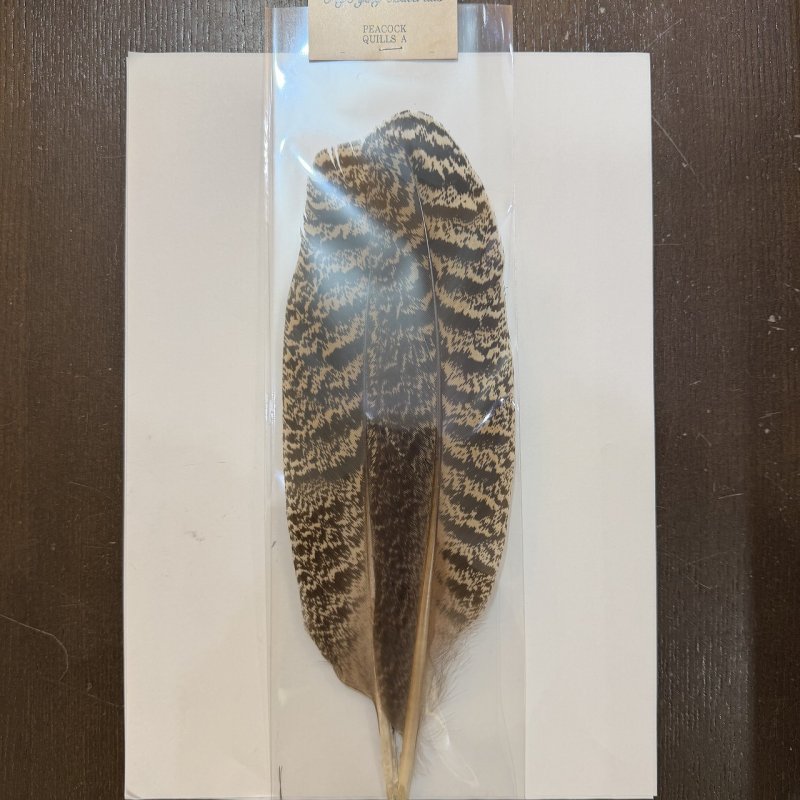 画像1: 【ANGLE】PEACOCK QUILLS Aグレード (1)