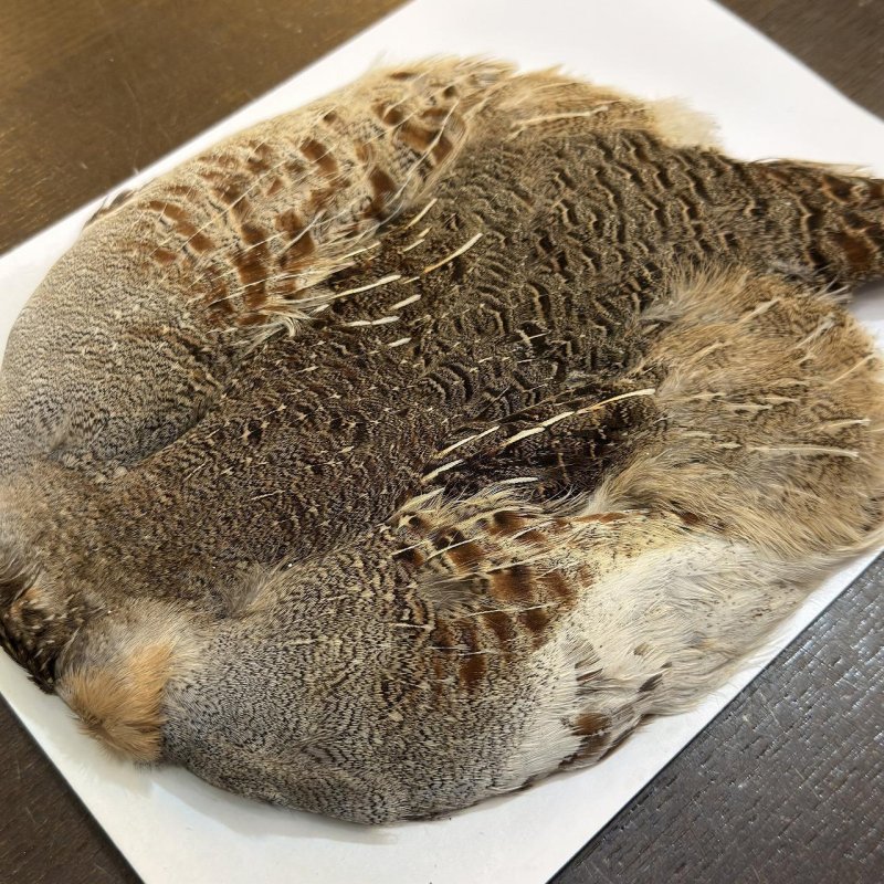 画像4: ハンガリアンパートリッジ コンプリート(1) (4)