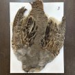 画像1: ハンガリアンパートリッジ コンプリート(3) (1)