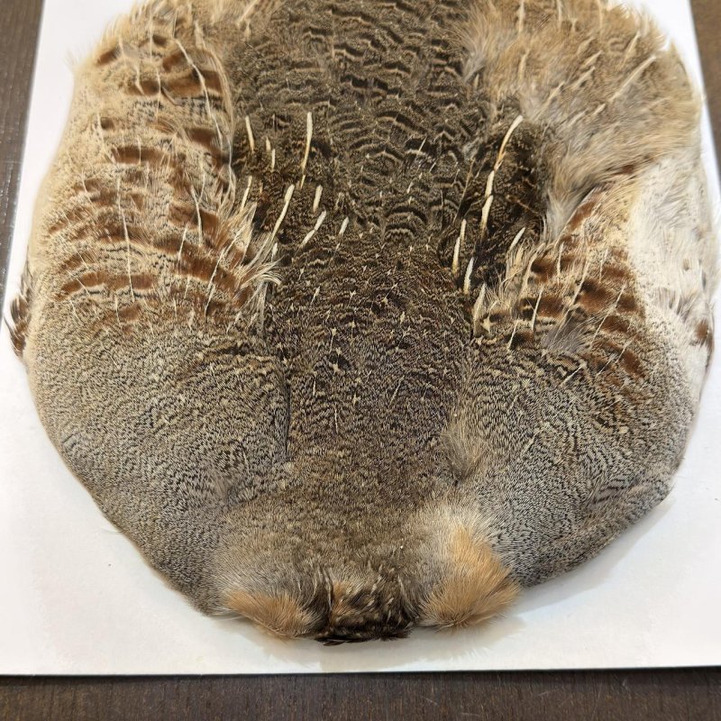 画像2: ハンガリアンパートリッジ コンプリート(1) (2)