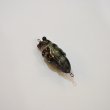 リアルエゾゼミ