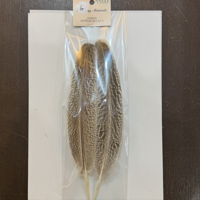 画像13: 【ANGLE】モトルド ターキークイル Bグレード (13)